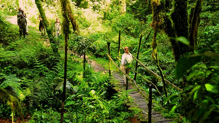 Gorilla tracking bwindi