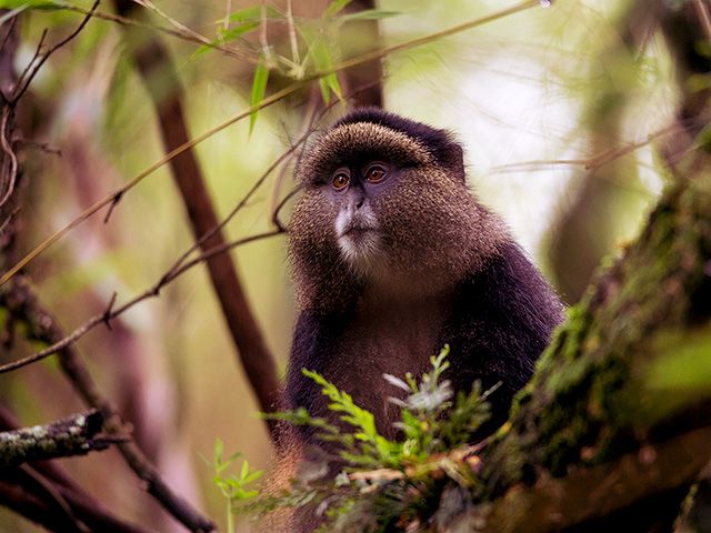 Kibaale Forest National Park