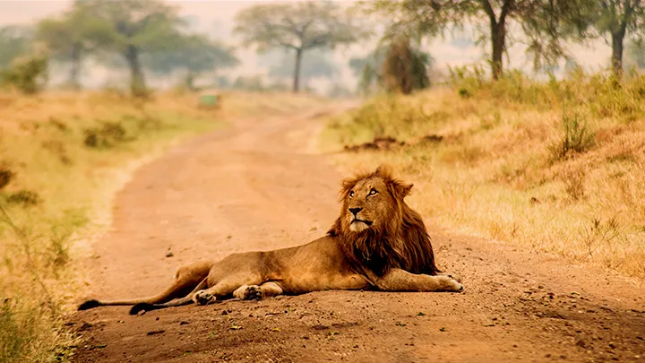 Resting Lion at Kidepo