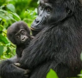 Mgahinga Gorilla National Park