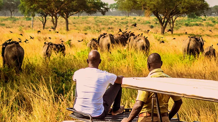 Murchison falls game drive