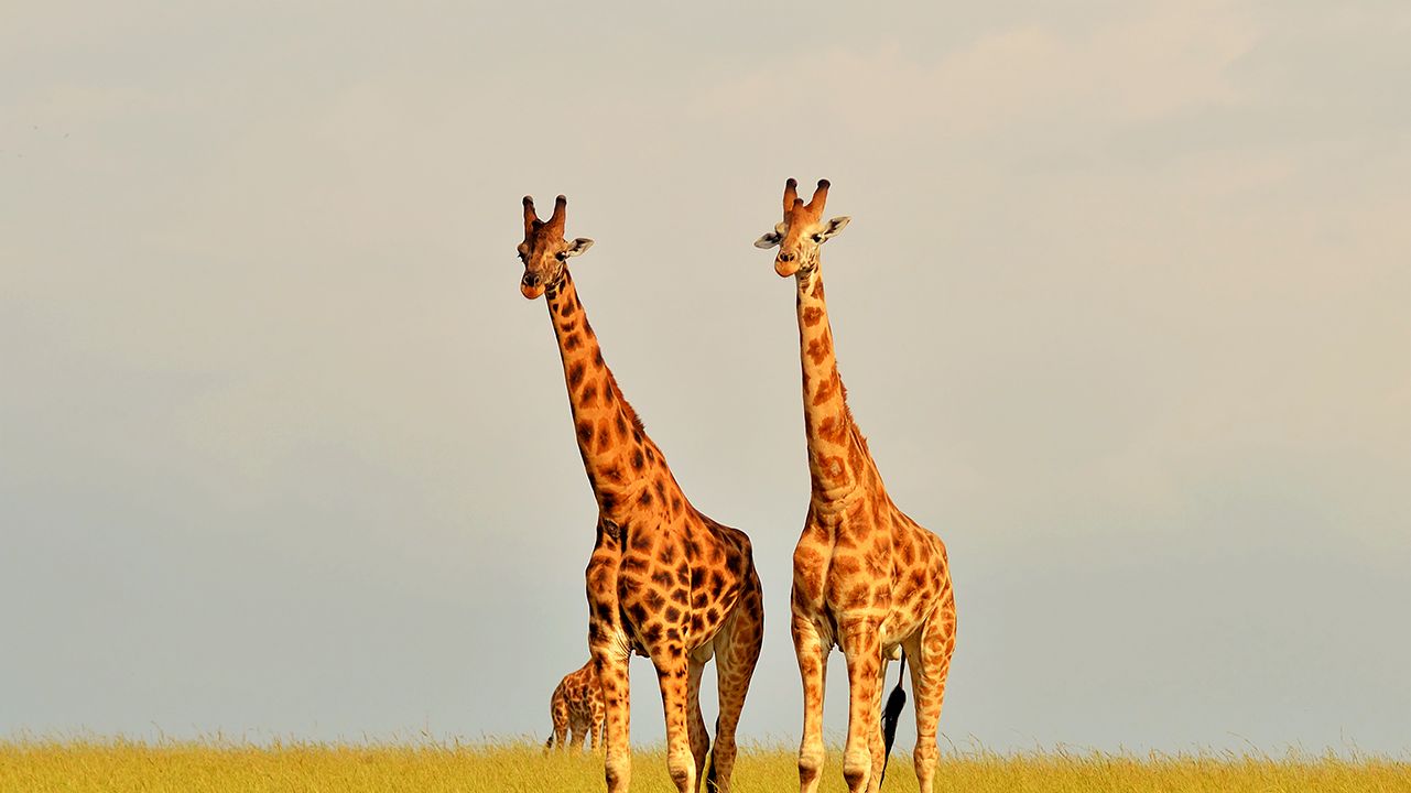 Murchison Falls National Park