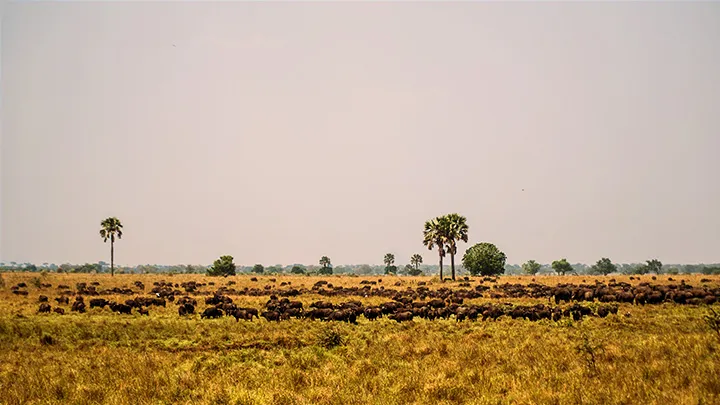 Queen Elizabeth buffalo