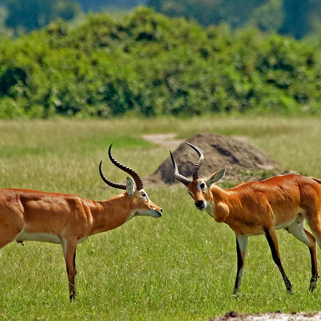 Queen Elizabeth National Park